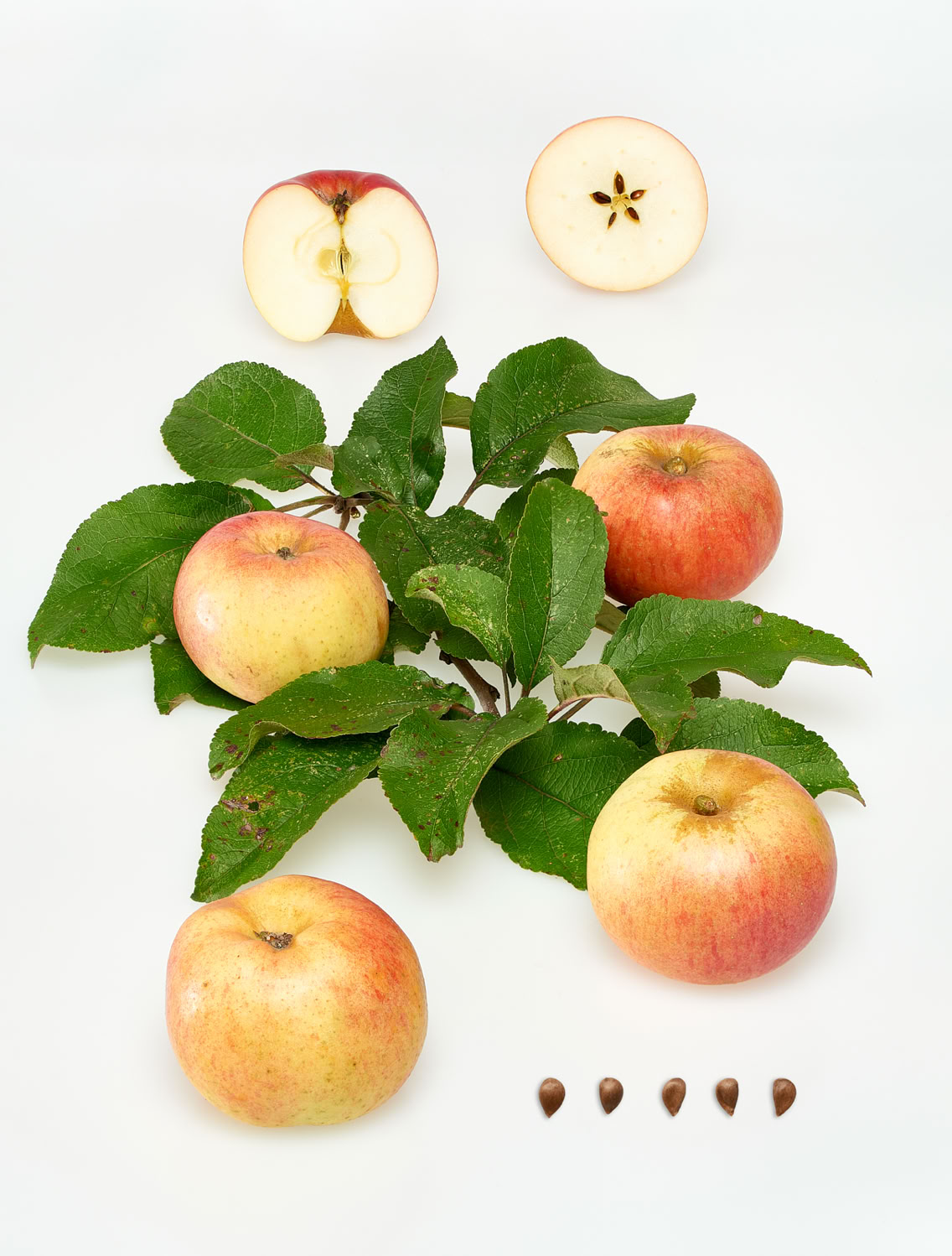 Bild aus dem Buch "Apfelsorten in Deutschland": Die Sorte "Freiherr von Berlepsch" mit kurzer Beschreibung.