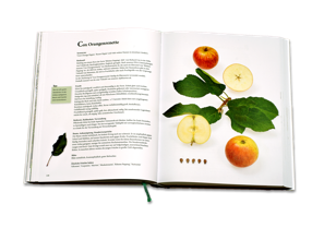 Beispielseite aus dem Buch "Apfelsorten in Deutschland": Die Cox Orangenrenette im Bild mit ausführlicher Sortenbeschreibung