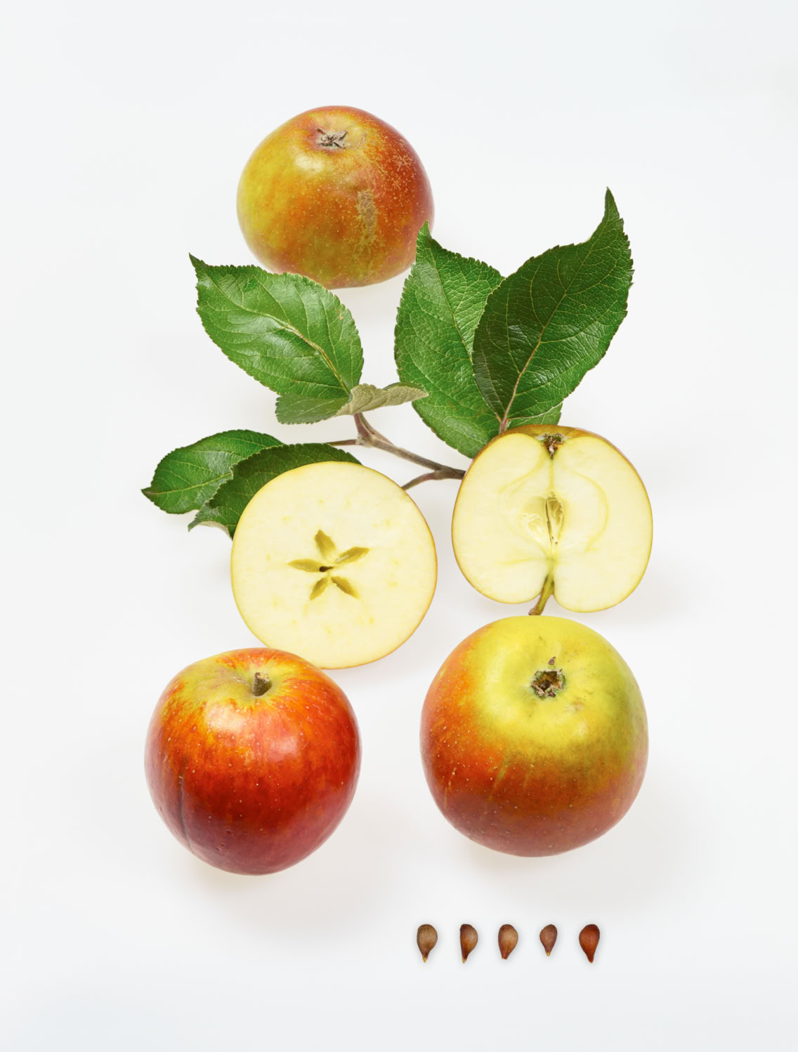 Bild aus dem Buch "Apfelsorten in Deutschland": Die Sorte "Holsteiner Cox" mit kurzer Beschreibung.