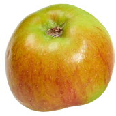 Apfelsorte Bramleys Sämling